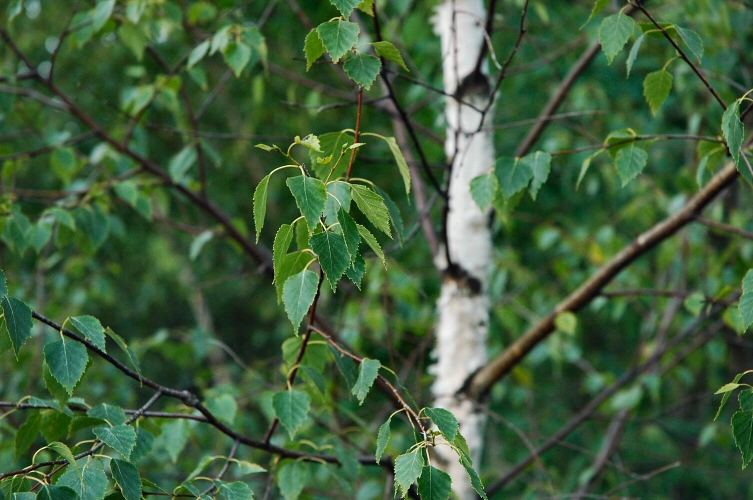 birch tree