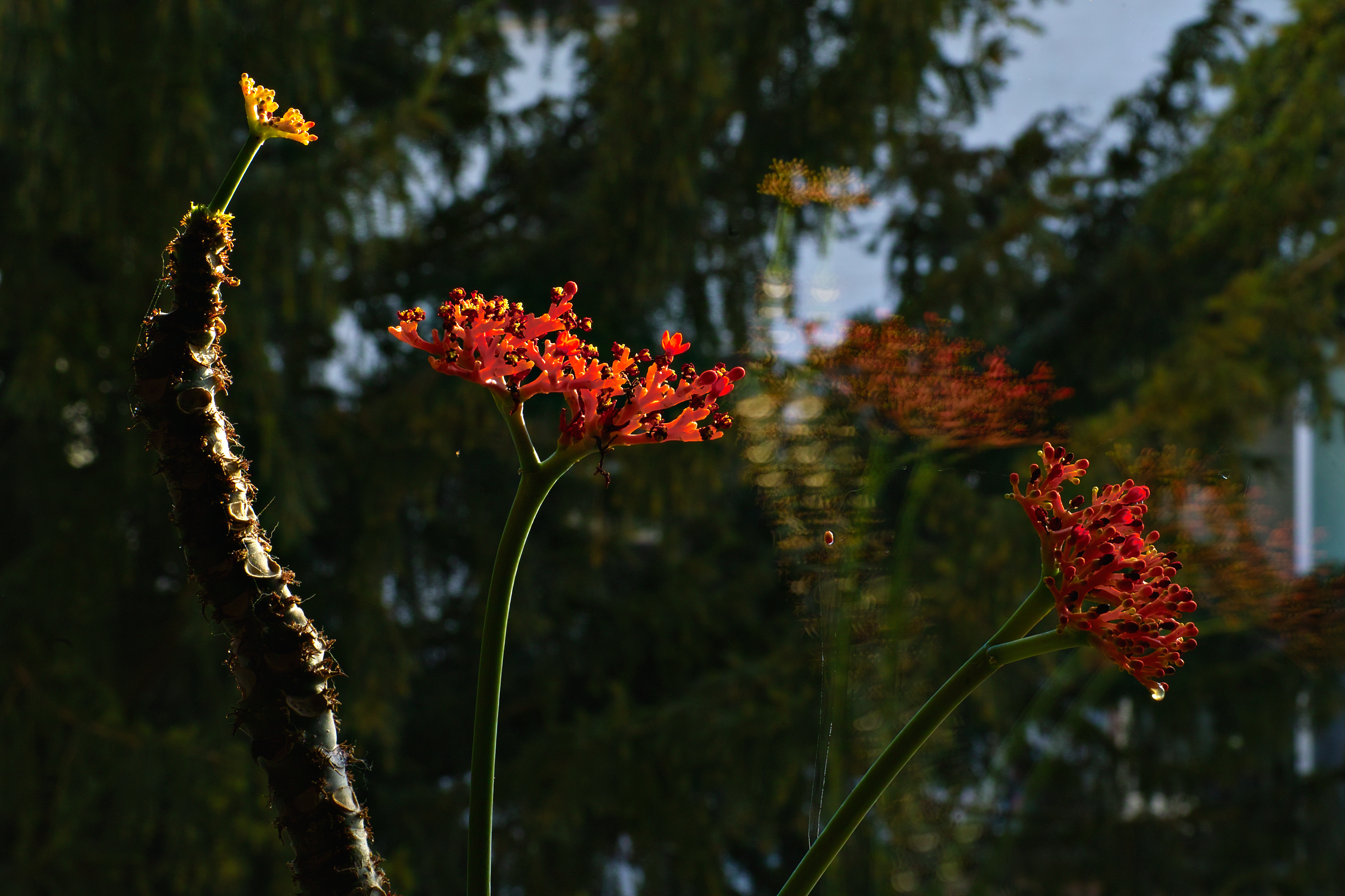 The Tail of the Red Weeds