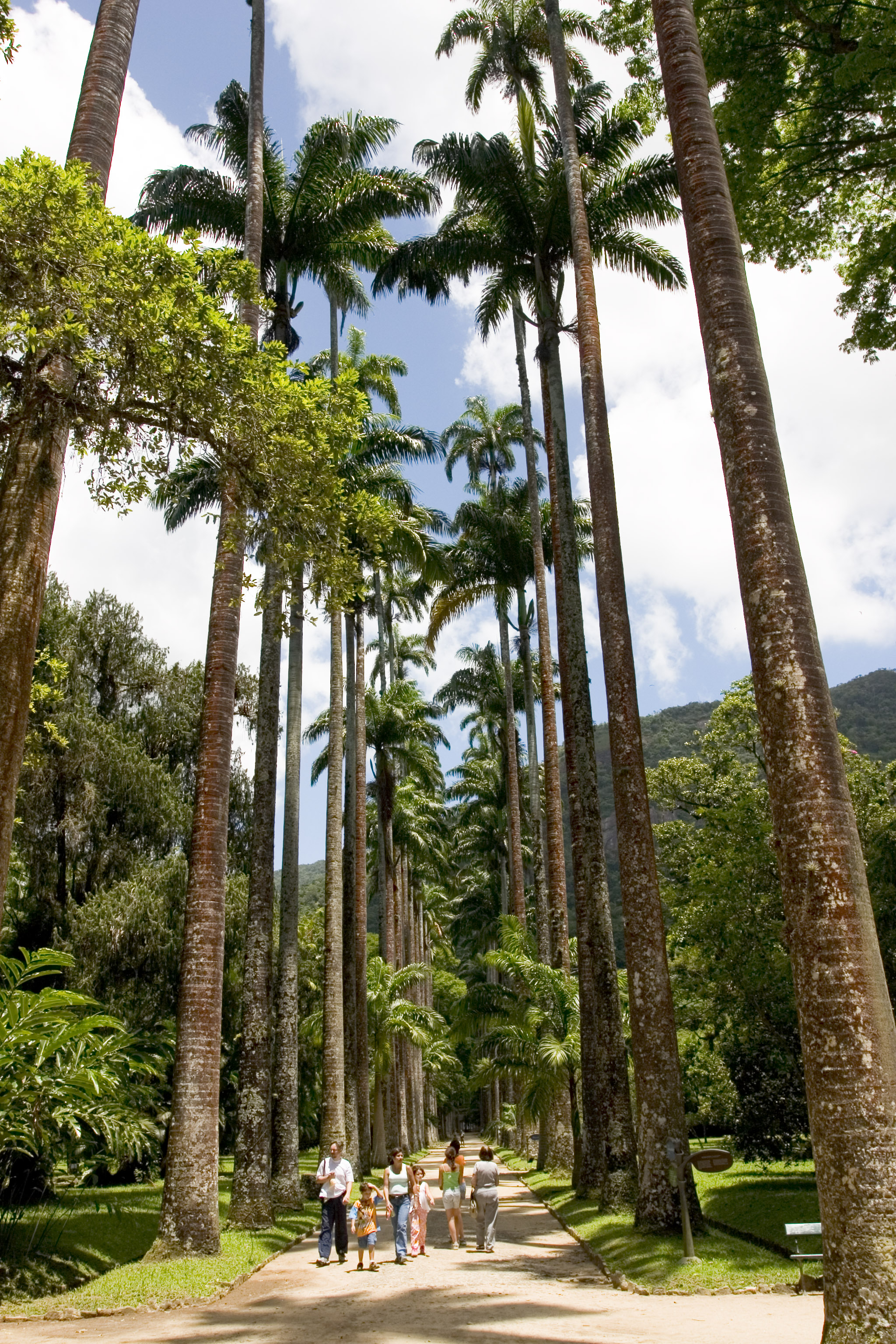 CRW_palm_tree.jpg