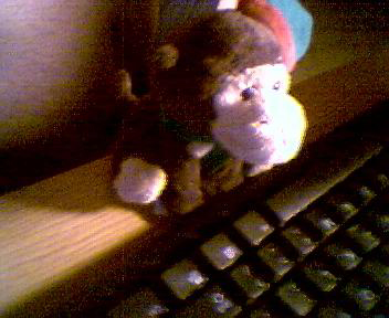 rob_s_monkey_sending_email_to_armadillo1.jpg