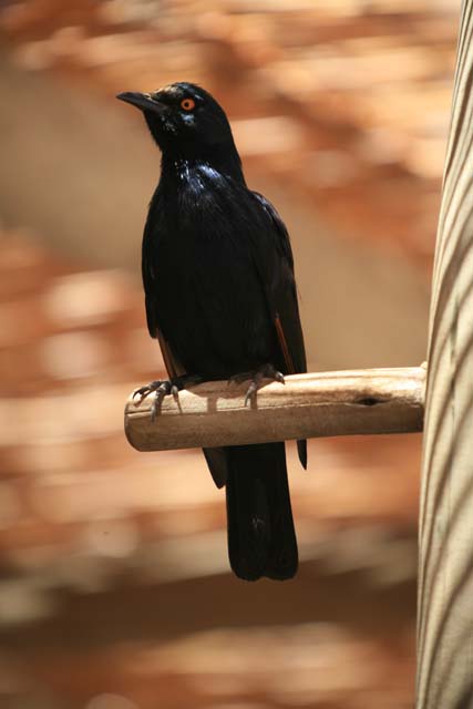 Pale-winged Starling