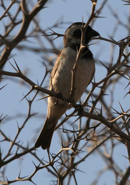 Sociable Weaver