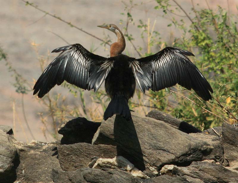 African Darter