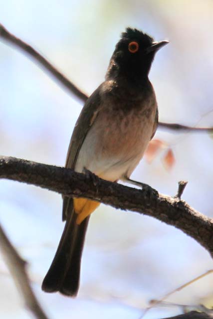 Red-eyed Bulbul