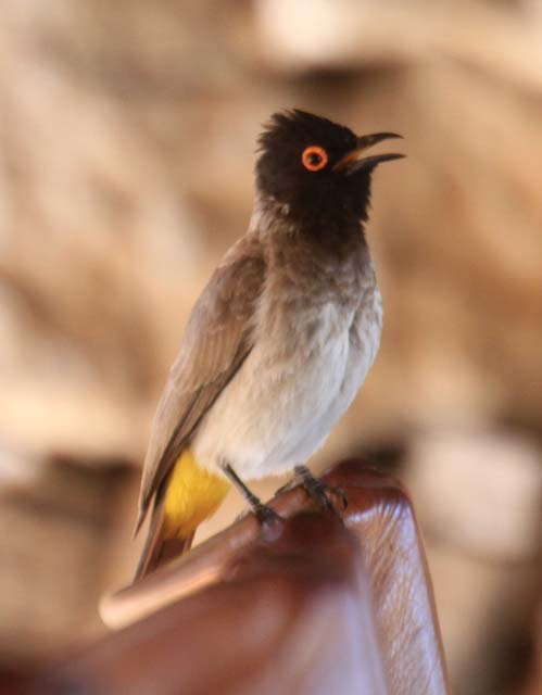 Red-eyed Bulbul