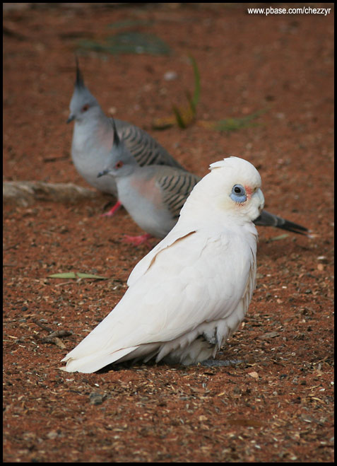 0252-corella.jpg