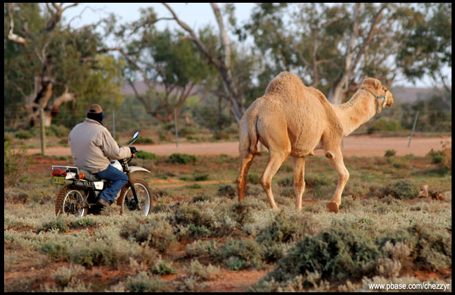 0166-camel