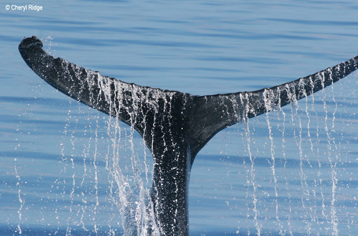 4028-whale-tail.jpg