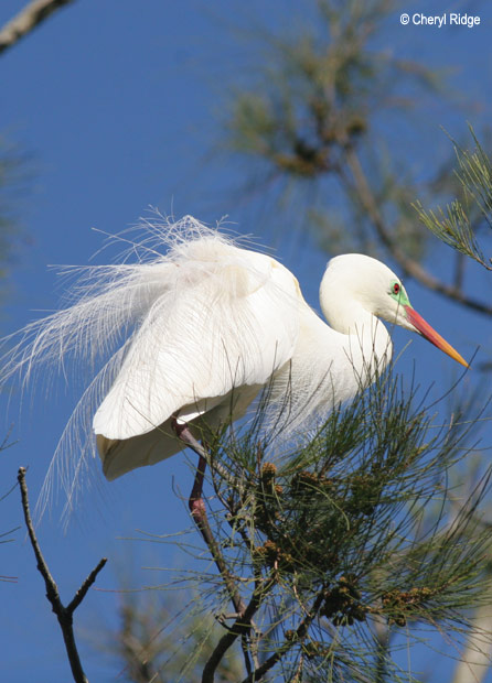 3771-inter-egret.jpg