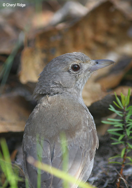 3874-shrike-thrush.jpg