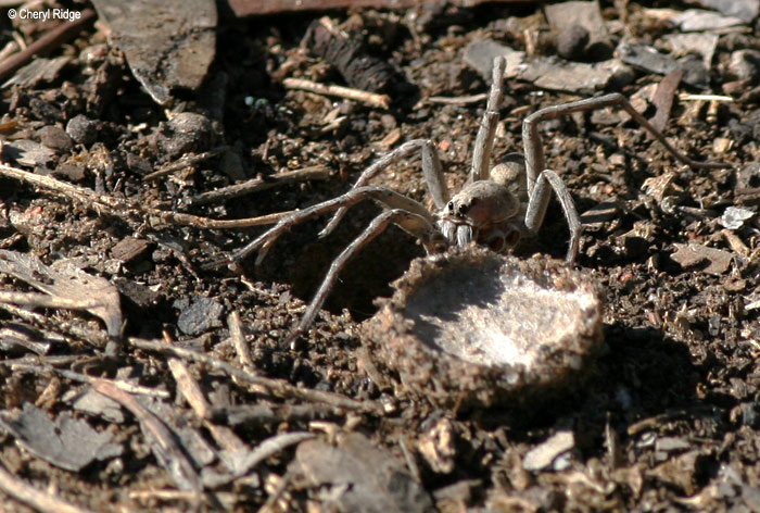 8208 Grey Wolf Spider Hole And Trapdoor Photo Cheryl Ridge