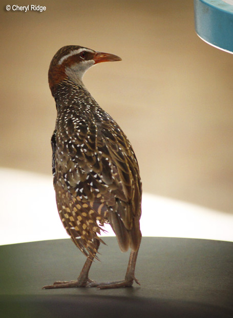 4985 - Buff banded Rail