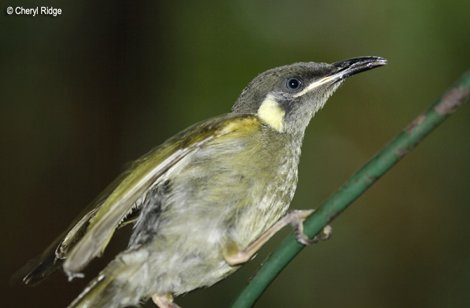 3737-honeyeater.jpg