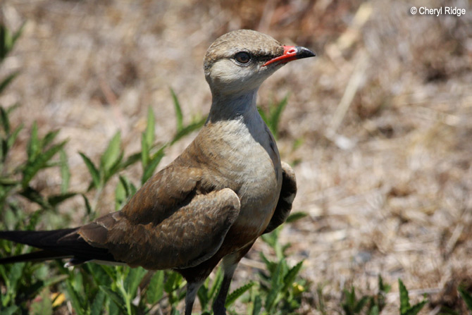 4341-pratincole.jpg