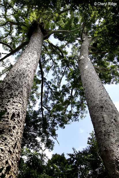 3574-kauri-pines.jpg