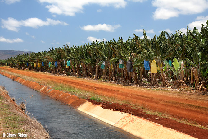 0456-banana-plantation.jpg