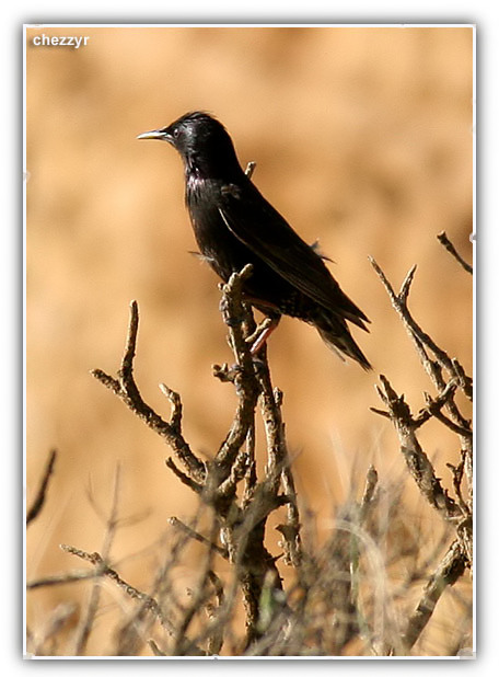 Common Starling