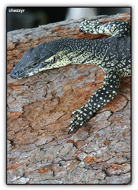 lace monitor