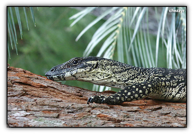 lace monitor