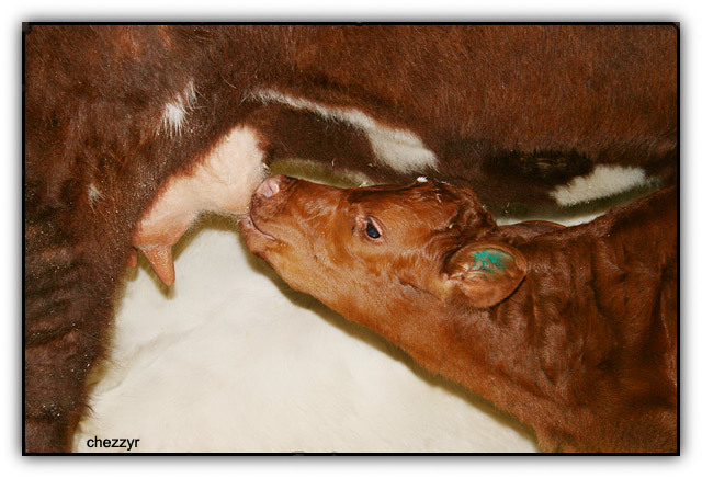 calf suckling