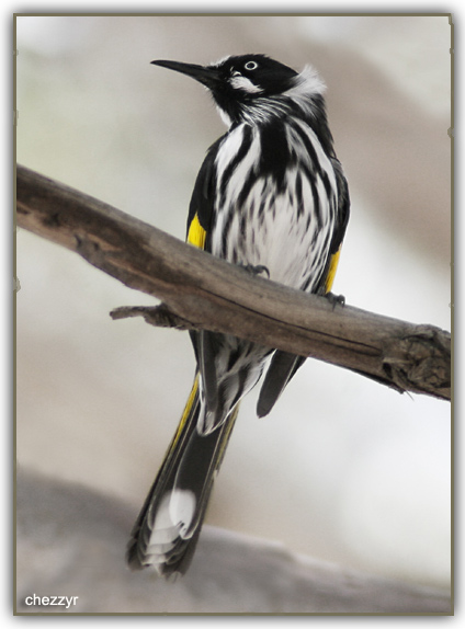 new holland honeyeater