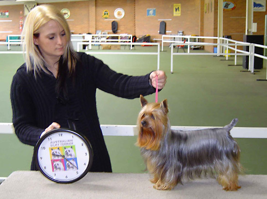 Australian Silky Terrier Ch Balkana Diva