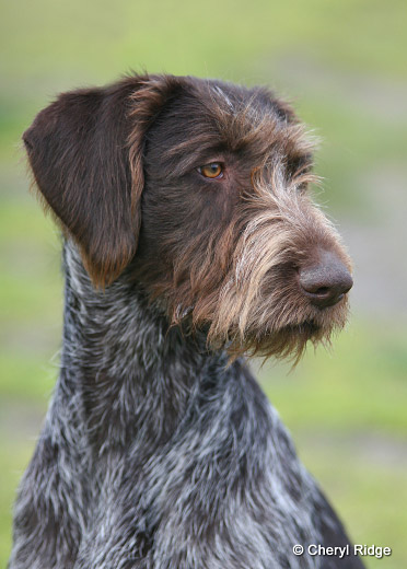 German Wirehaired Pointer Photo Cheryl Ridge Photos At Pbase Com
