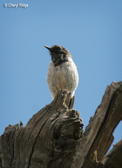 2923-try-hooded-robin