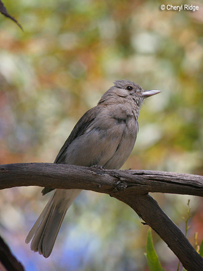 3245-grey-shrike-thrush