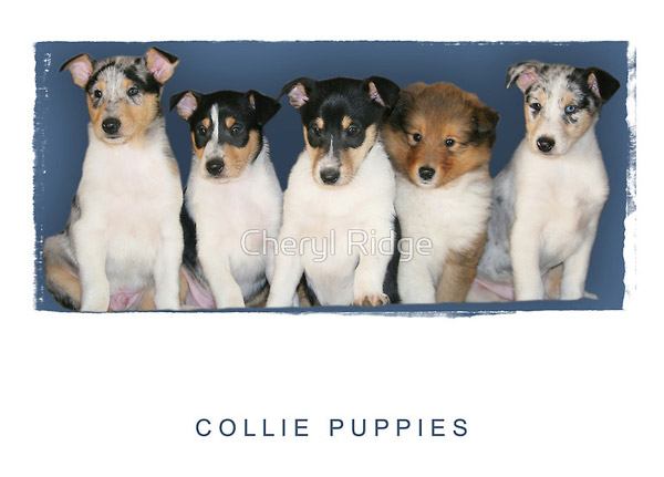 Rosie S Offspring Photo Gallery By Cheryl Ridge At Pbase Com