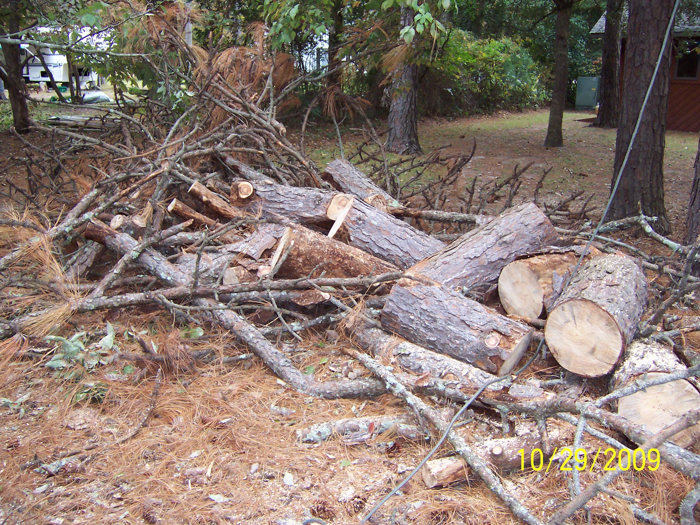 It took a lot of work to clear out the limbs and get it ready to come down.