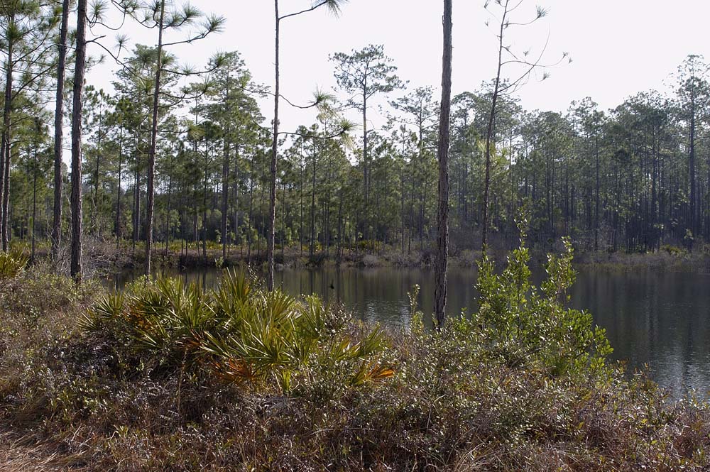 Pine Flatwoods Pond