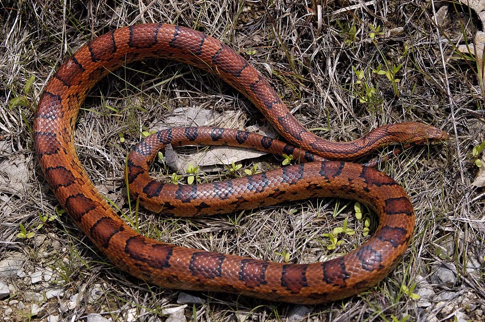 Elaphe guttata (cornsnake), Kentucky