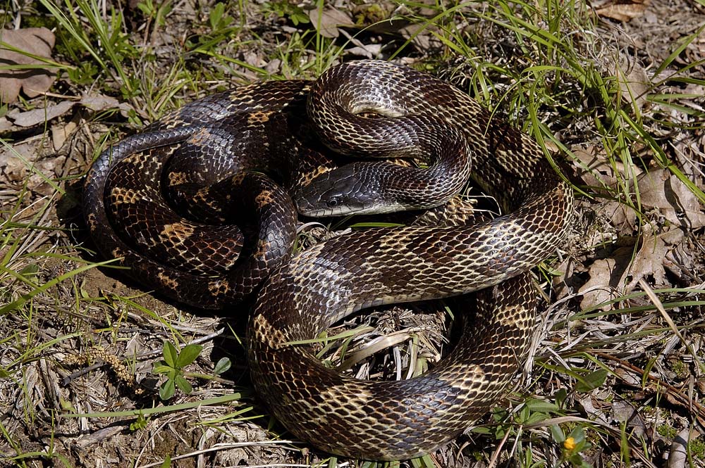 Elaphe obsoleta (ratsnake), Trigg county, Kentucky