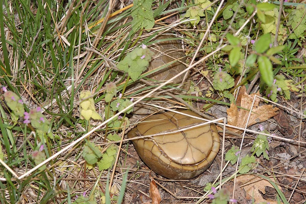 Box turtles (Terrapene carolina) copulating