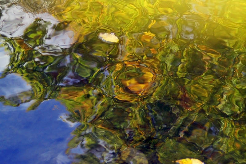 Pond Surface #1