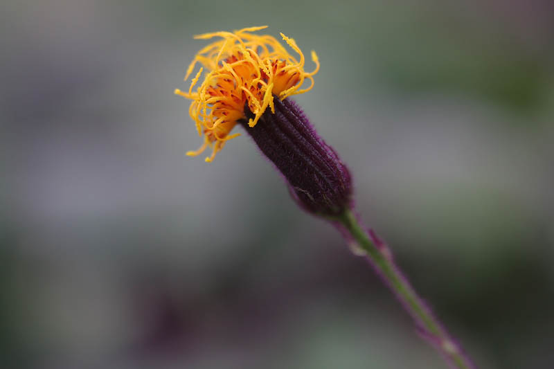 Arboretum 8