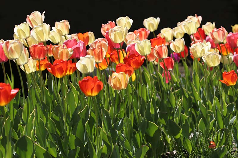 Tulips 1