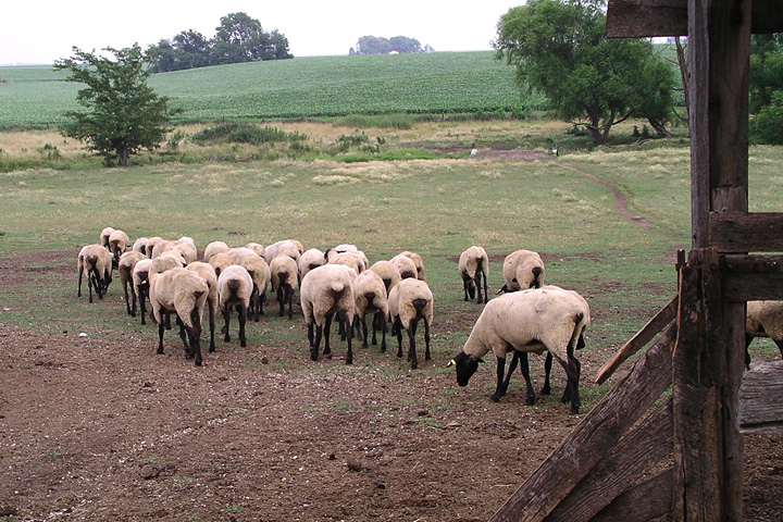 Out to pasture
