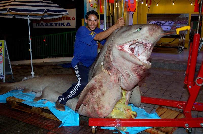 SHARK - 1 ...