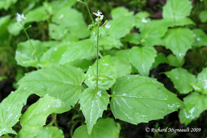 Circe alpine - Small enchanters-nightshade - Circaea alpina 2m9