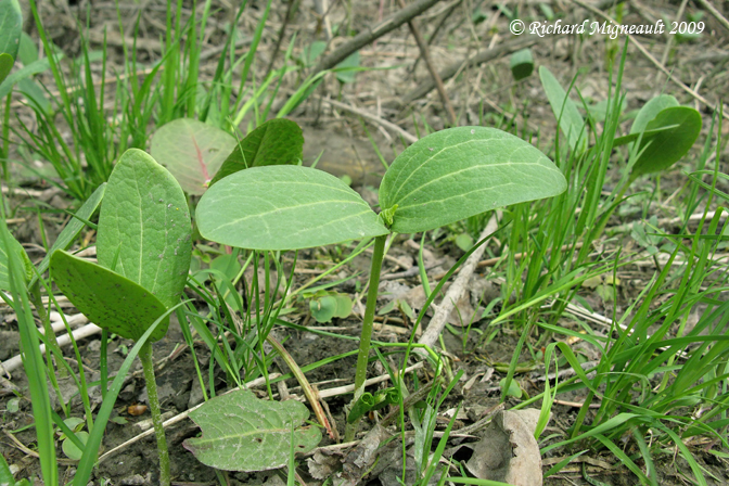 Concombre sauvage - Wild Cucumber - Echinocystis lobata 1m9
