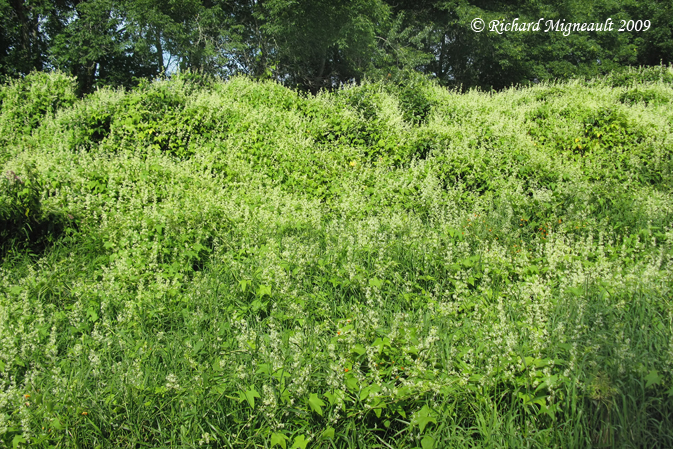 Concombre sauvage - Wild Cucumber - Echinocystis lobata 6m9
