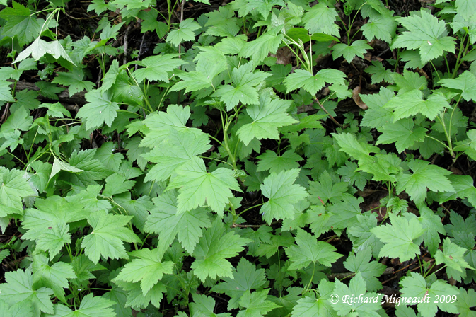 Gadellier glanduleux - Skunk currant - Ribes glandulosum 5m9