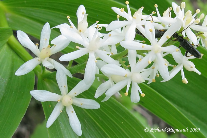 Smilacine toile - Star-flowered false Solomons seal - Maianthemum stellatum 4m9