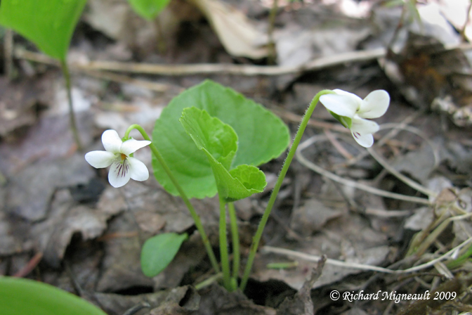 Violette rniforme - Kidney-leaved violet - Viola renifolia 2m9