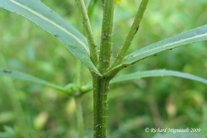 Bident pench - Nodding beggartick - Bidens cernua 6m9