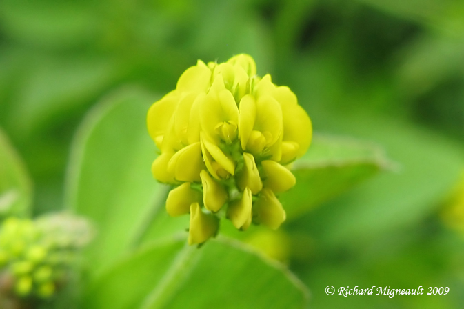Lupuline - Black medick - Medicago lupulina 4m9