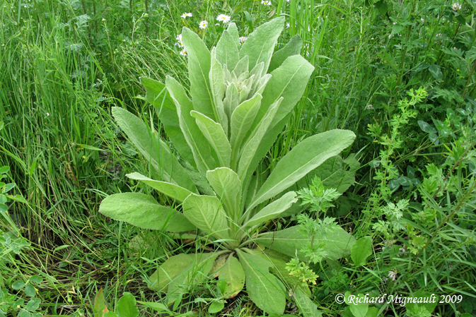 Molne vulgaire - Common Mullein - Verbascum thapsus 1m9