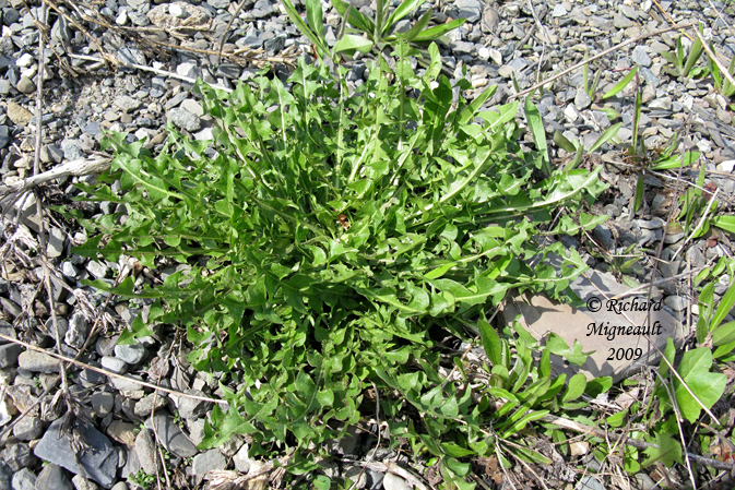Piscenlit - Common Dandelion - Taraxacum officinale 1m9